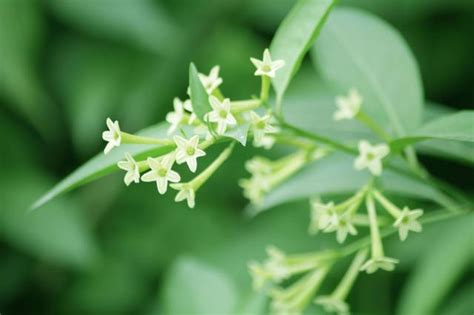 夜來香屬|夜來香[多年生藤狀纏繞草本植物]:夜來香（學名： (Burm. f.) 